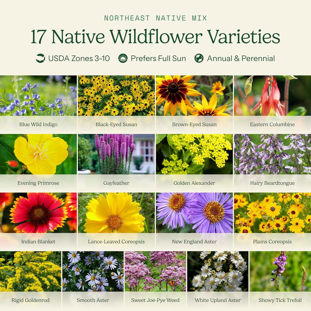 Eden Brothers Native Northeast Wildflower Seed Mix, 1/4lb, 17 Wild Flower Seed Varieties, 100% Pure Seed No