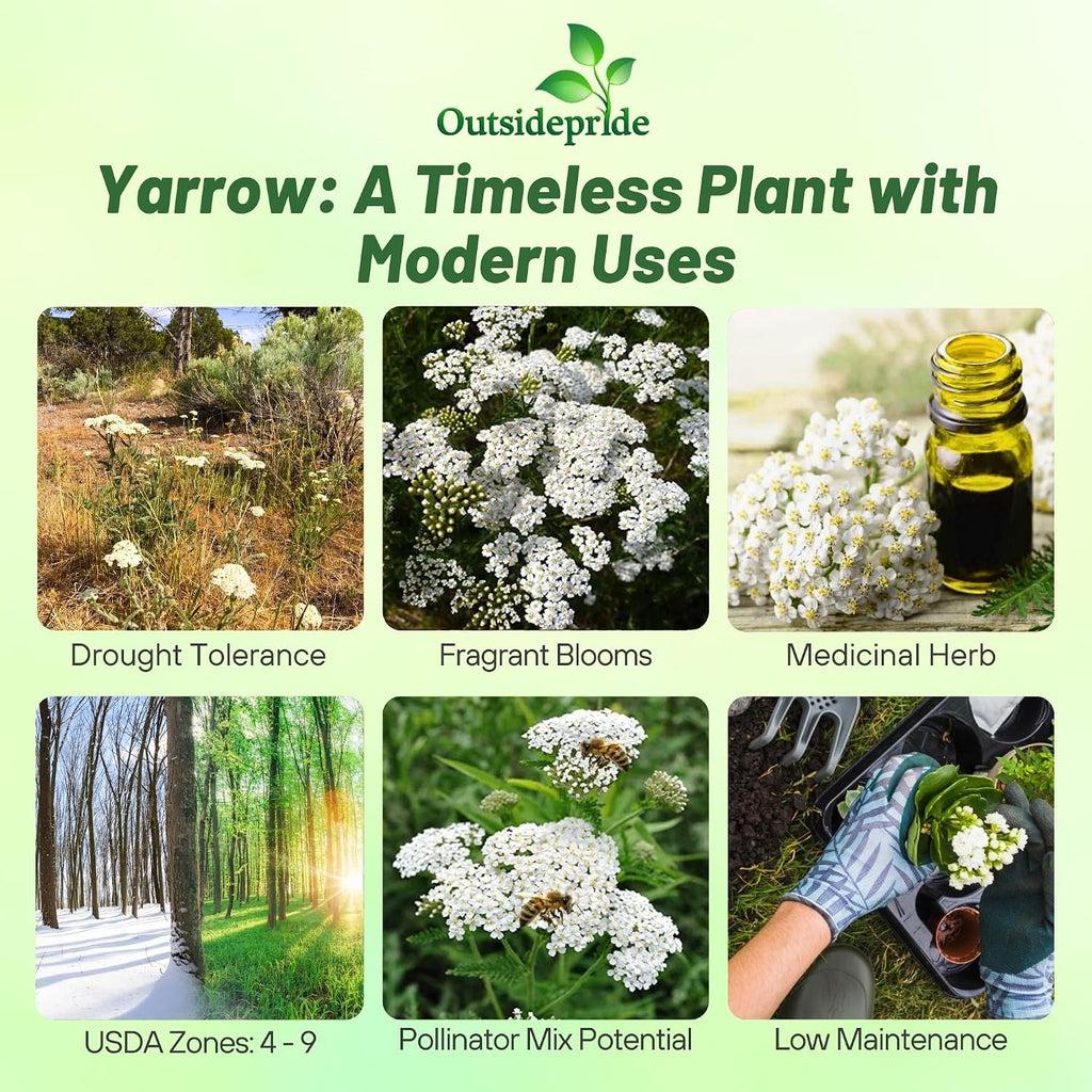 Outsidepride Achillea Millefolium Wild White Yarrow Seeds - 1 Lb. Perennial Flower Seeds, Drought Resistant, Low