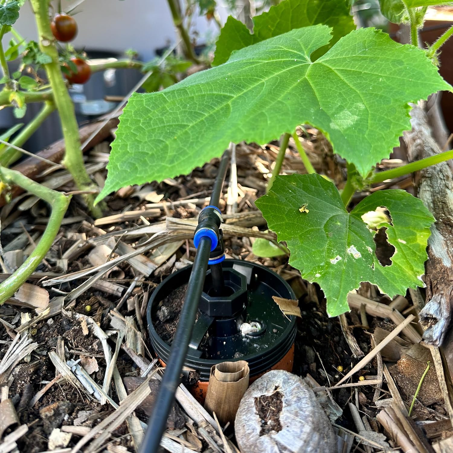 Thirsty Earth: CottaCup Automatic Olla Watering System for Your Garden (3 Cup Kit)