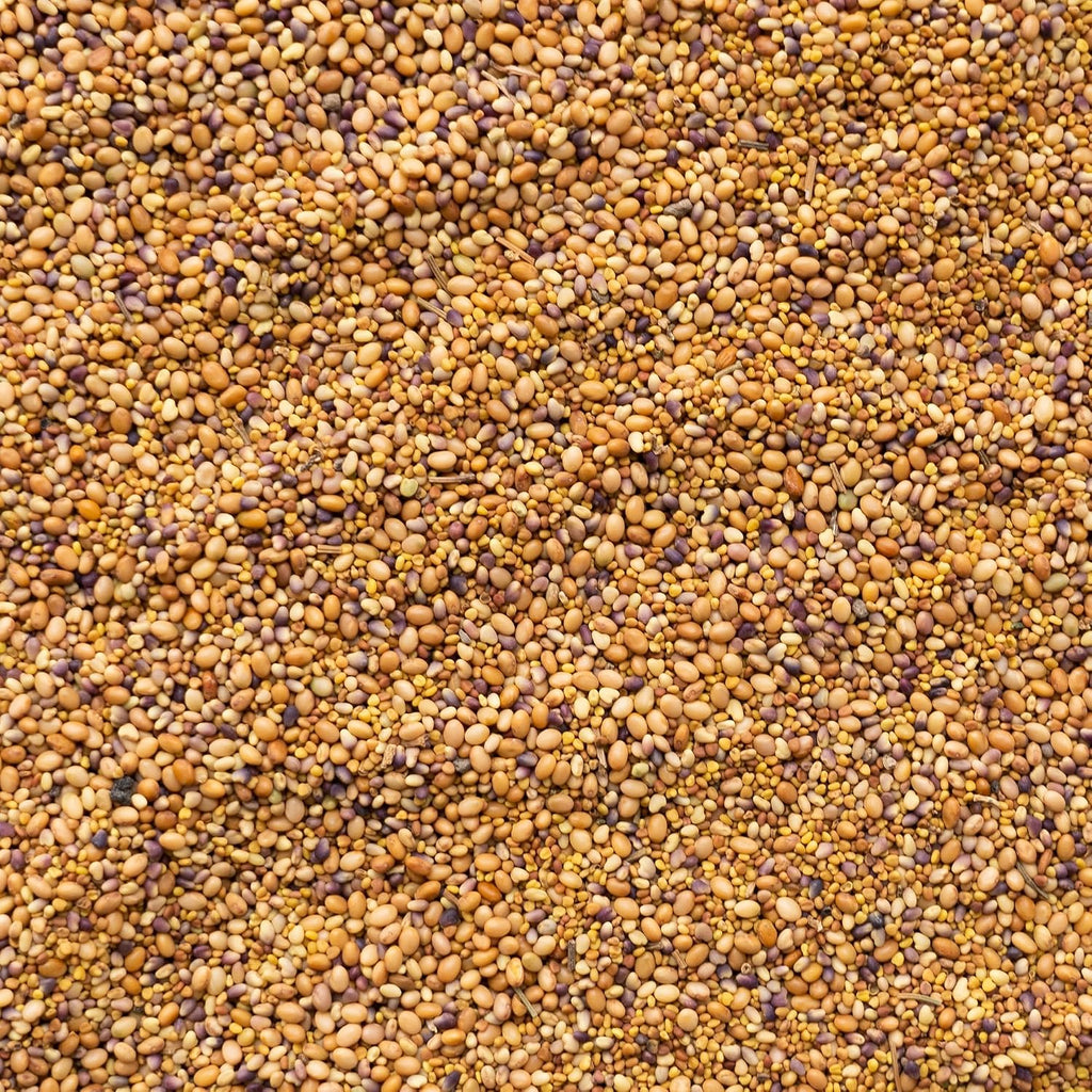 Mountain Valley Seed Co Clover Trio Seed Blend – Premium 1 Lb 179,200 Seeds | Red, White & Crimson Clover – Cover Crop