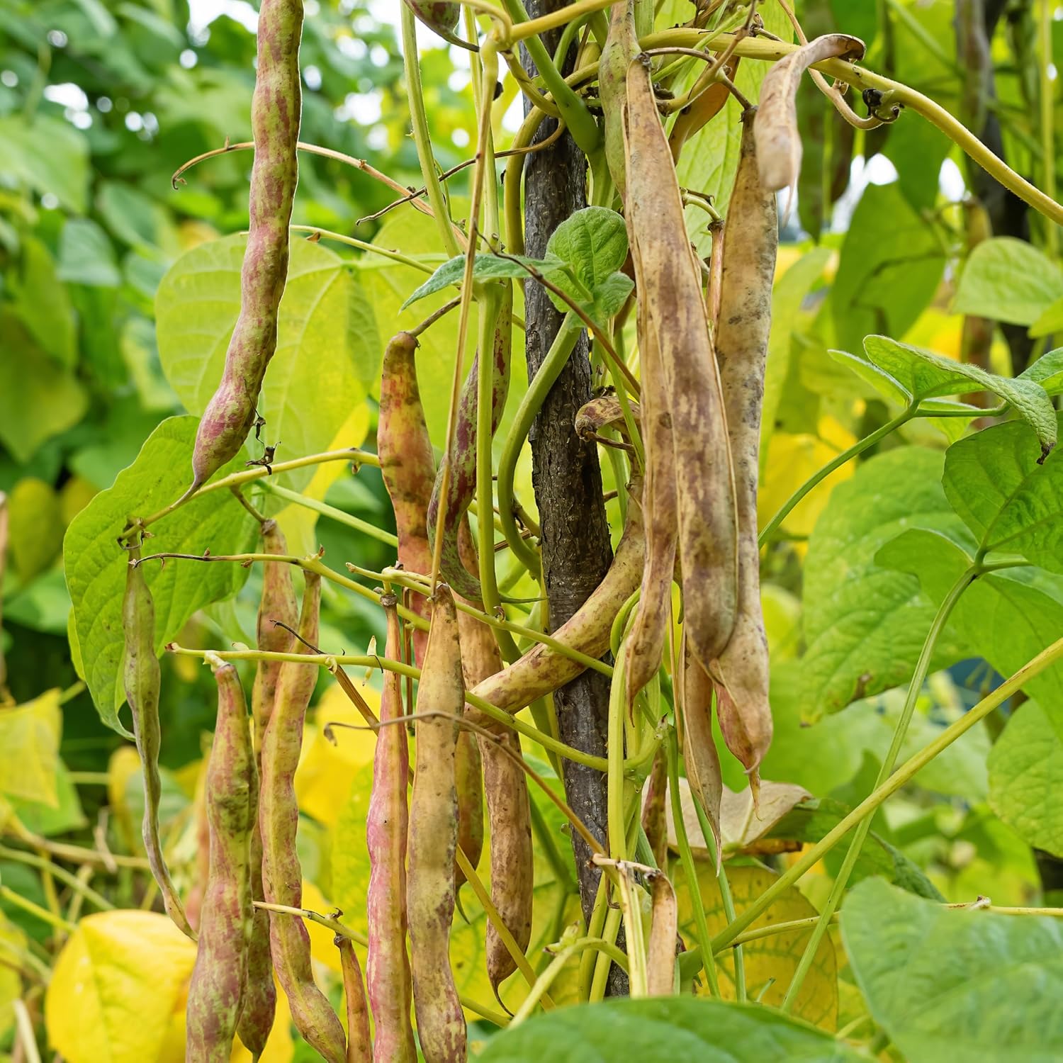 Organic Pinto Bean Seeds - USDA Organic, Non-GMO, Open Pollinated, Heirloom, USA Origin (5 Packets - 100 Grams - Approx