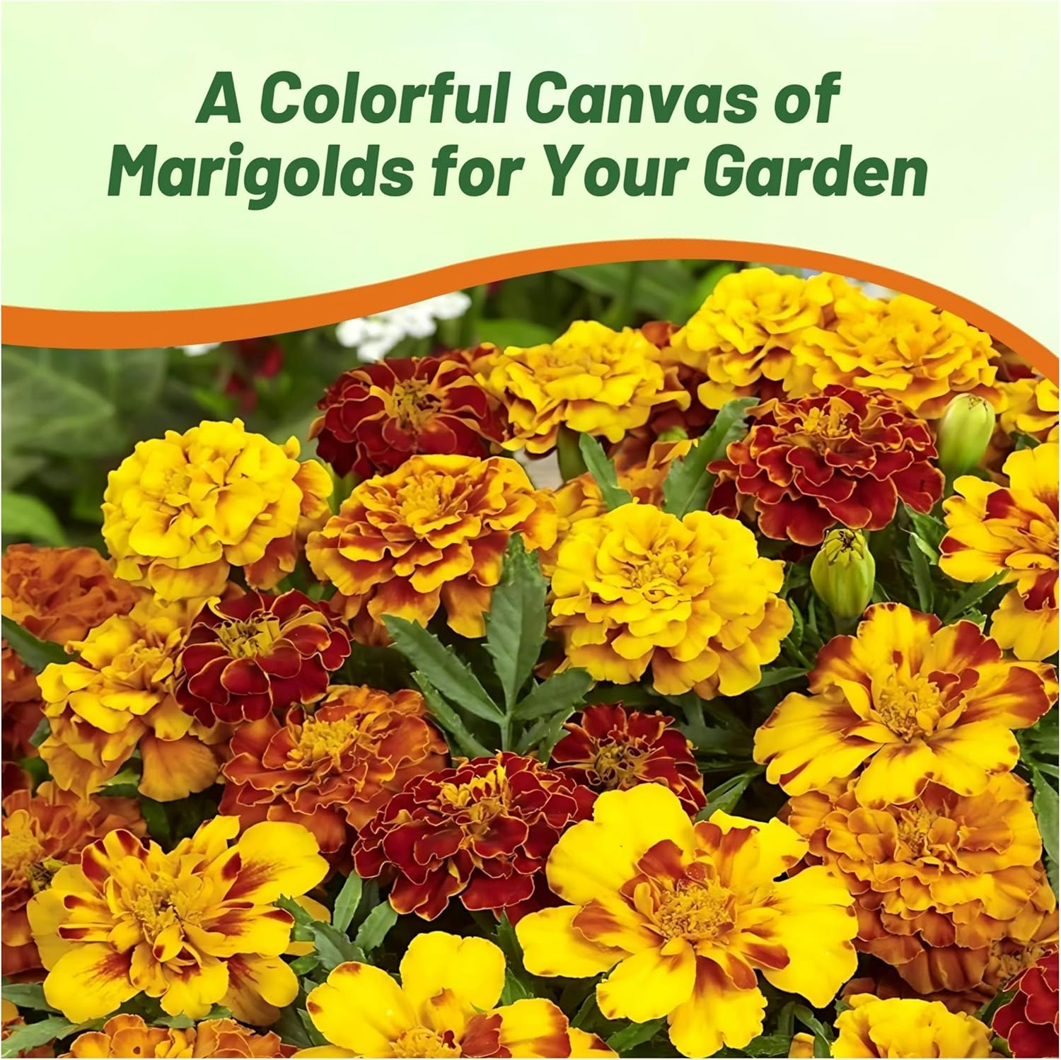 Outsidepride French Marigold Seeds Mix - 1 Lb. Annual, Compact, Heat & Drought Tolerant Flower Seeds for Planting