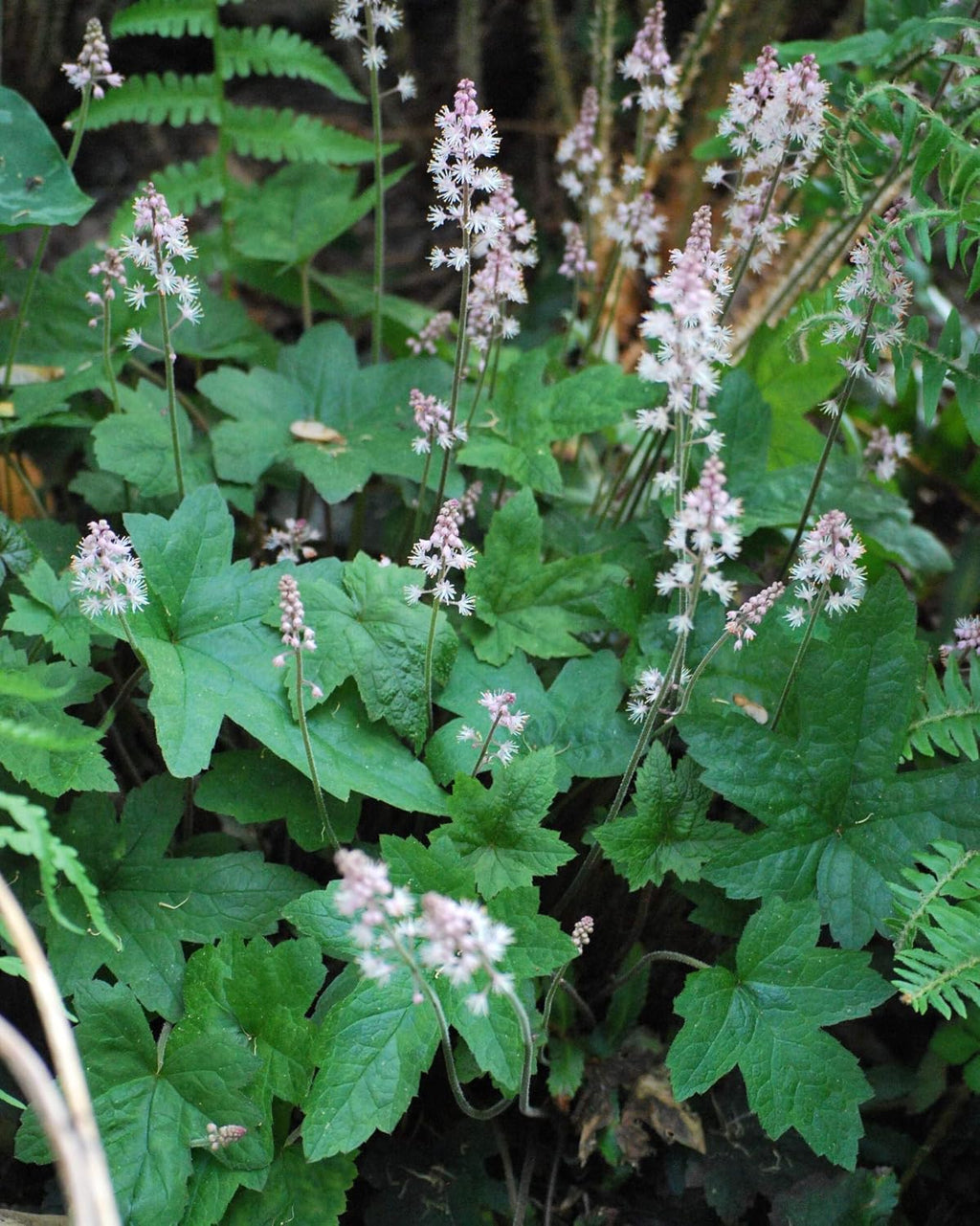 Tiarella cordifolia 'Oakleaf' (Foam) Perennial, Size- Container, Pink Flowers