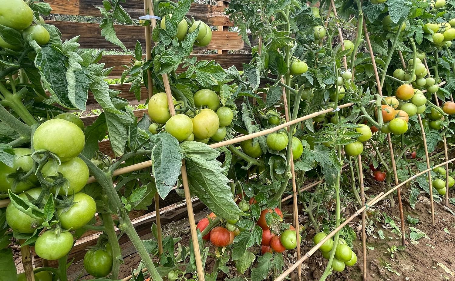 Plant Bamboo Post,4Feet,65Pcs,Bamboo Garden Stakes,Bamboo Stakes,for Tomato,Beans,Vegetable and Flowers, Potted