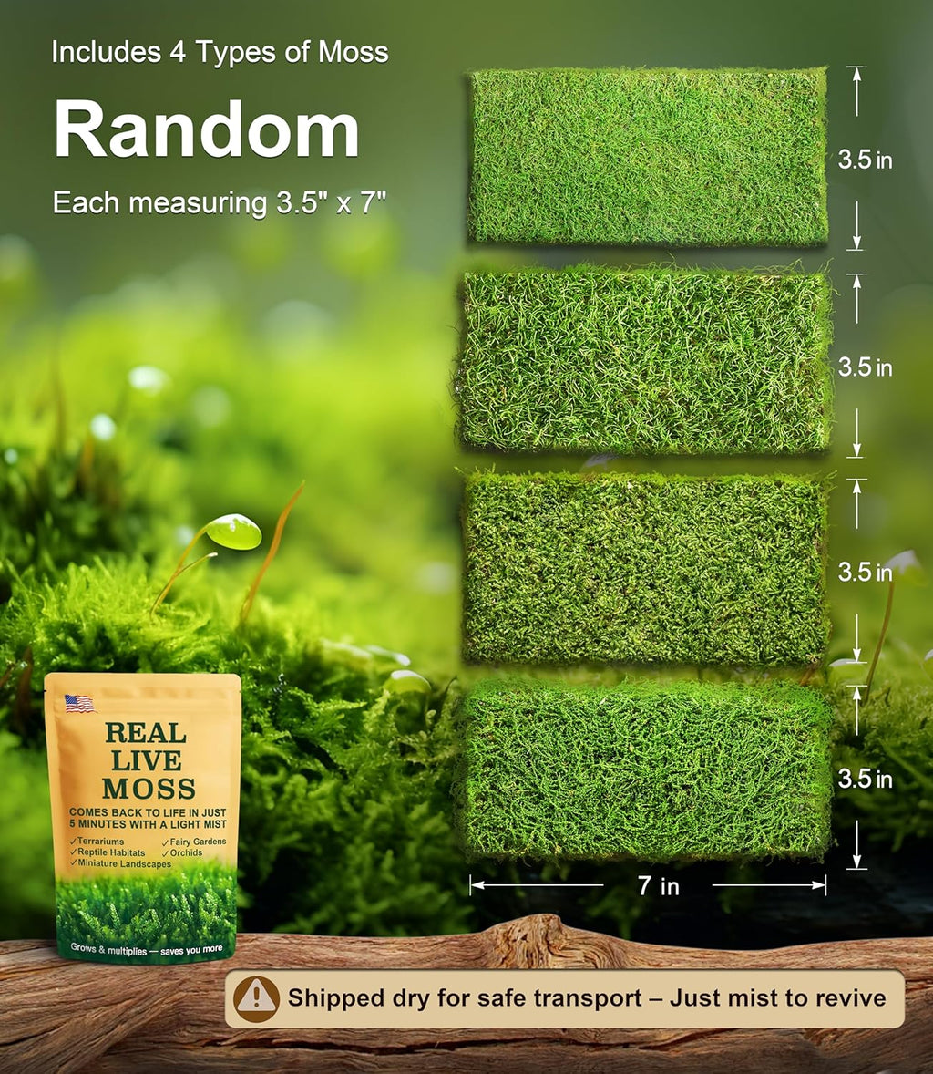 Live Moss 4-Pack for Terrariums,Potted Plants & Floral Decor | Random Varieties, Easy to Revive, Dye-Free, Mixed Green