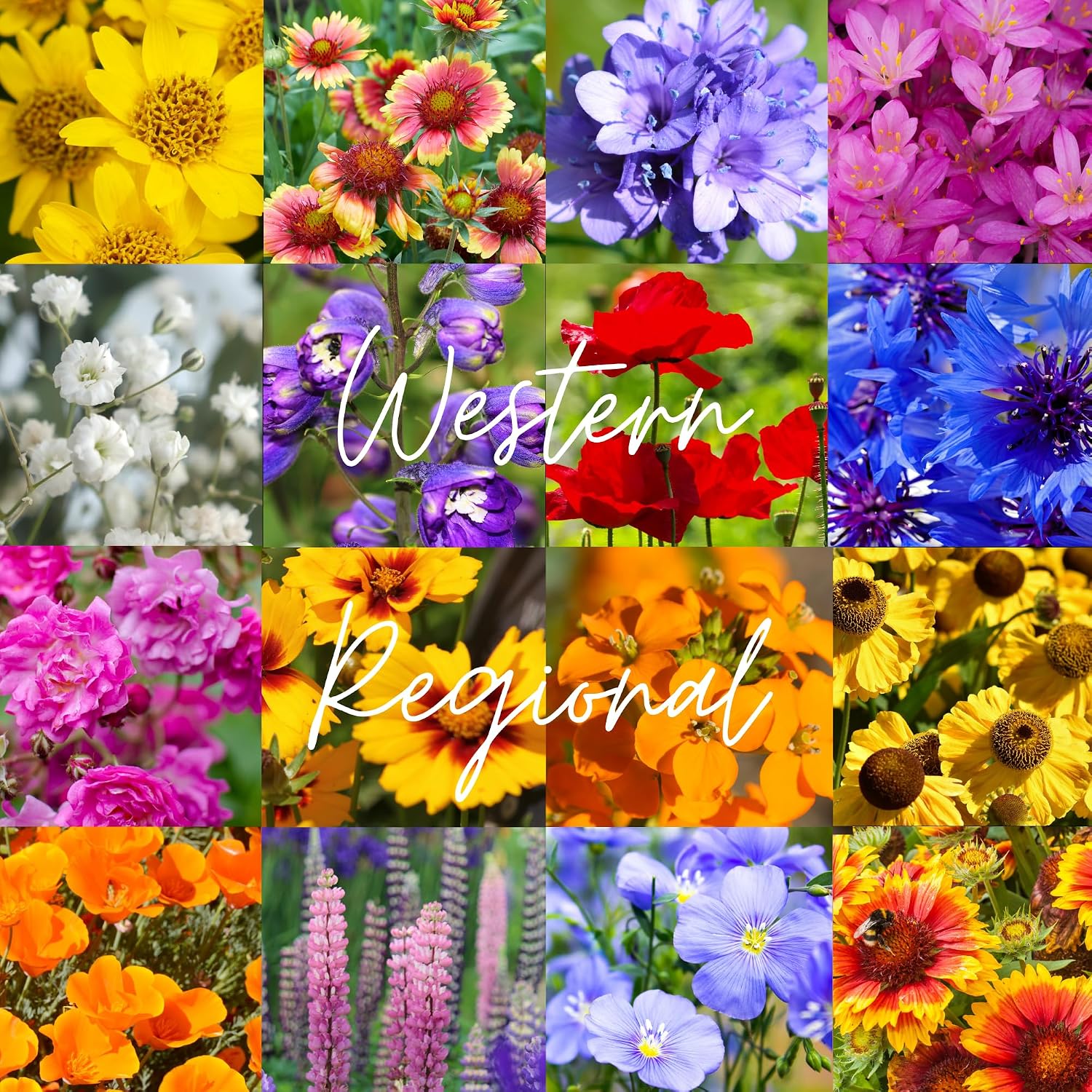 Western Wildflower Seed Mix – 16 Annual & Perennial Species, 1/4lb Covers Up to 800 Sq Ft, Pollinator-Friendly, Non-GMO