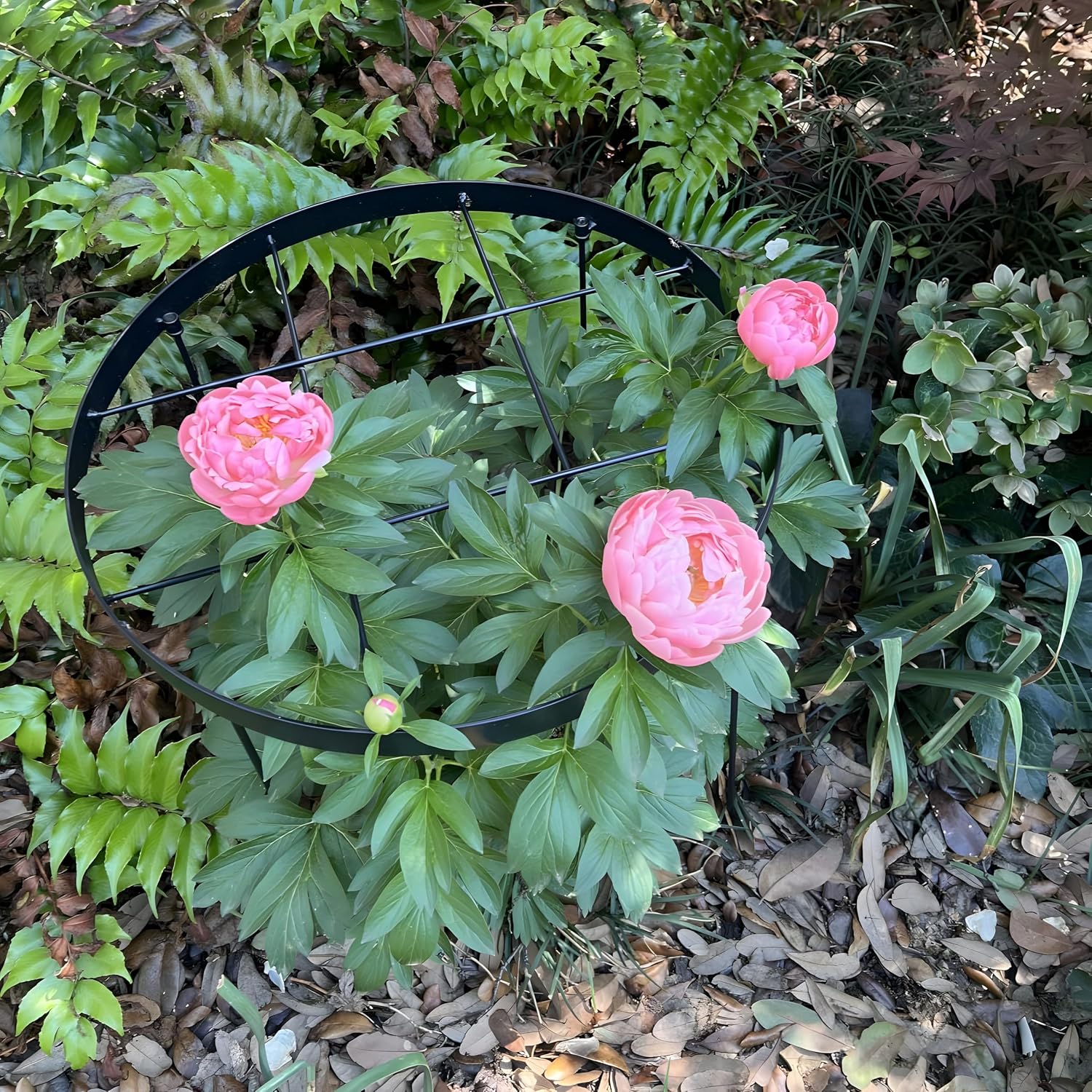 23.6" Peony Cages and Supports,Plant Support Ring for Hydrangea | Durable Round Garden Flower Rings,Tall Plant Support