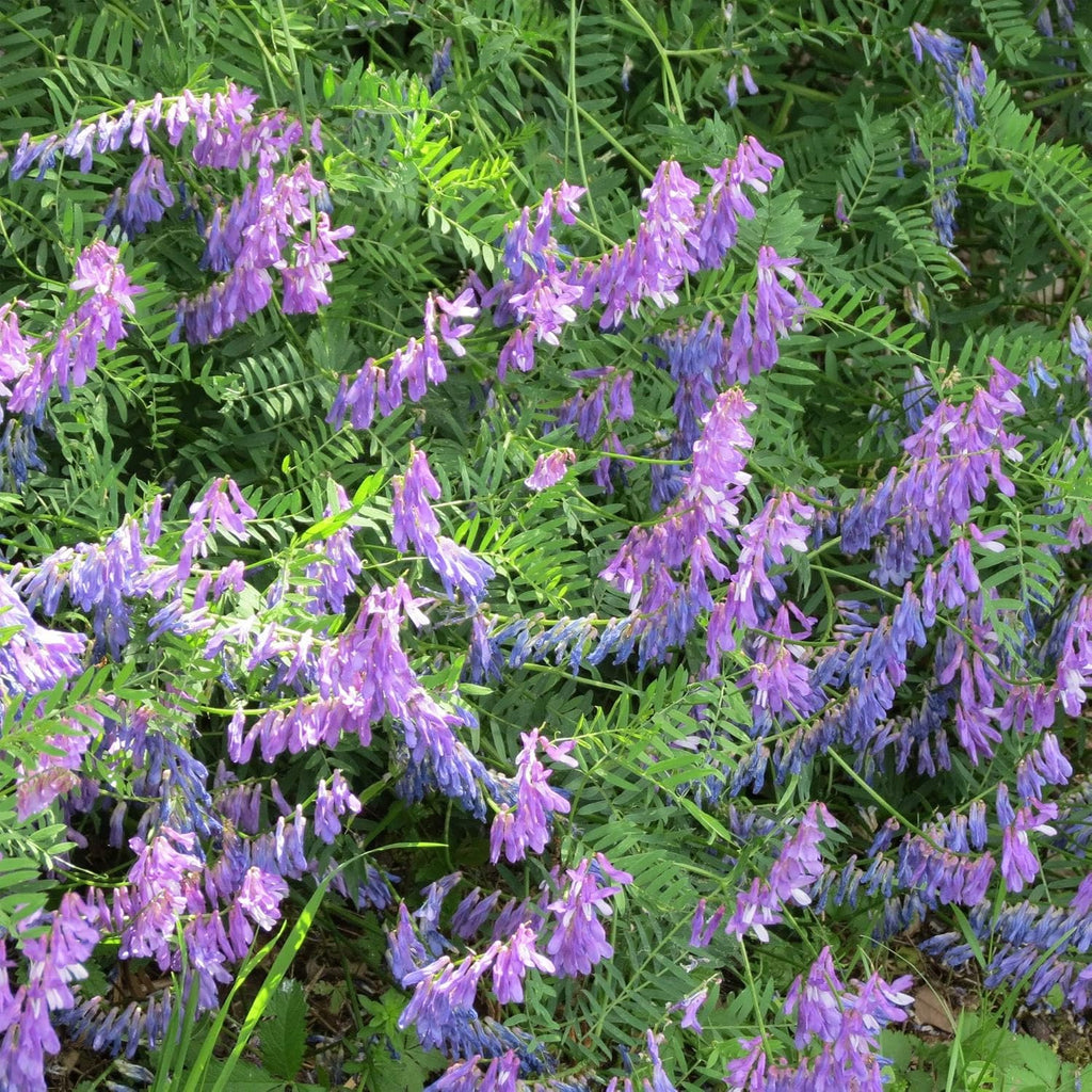 Outsidepride Hairy Vetch Cover Crop Seeds - 5 Lbs Cold Tolerant, Winter Hardy - Ideal for Soil Improvement, Green