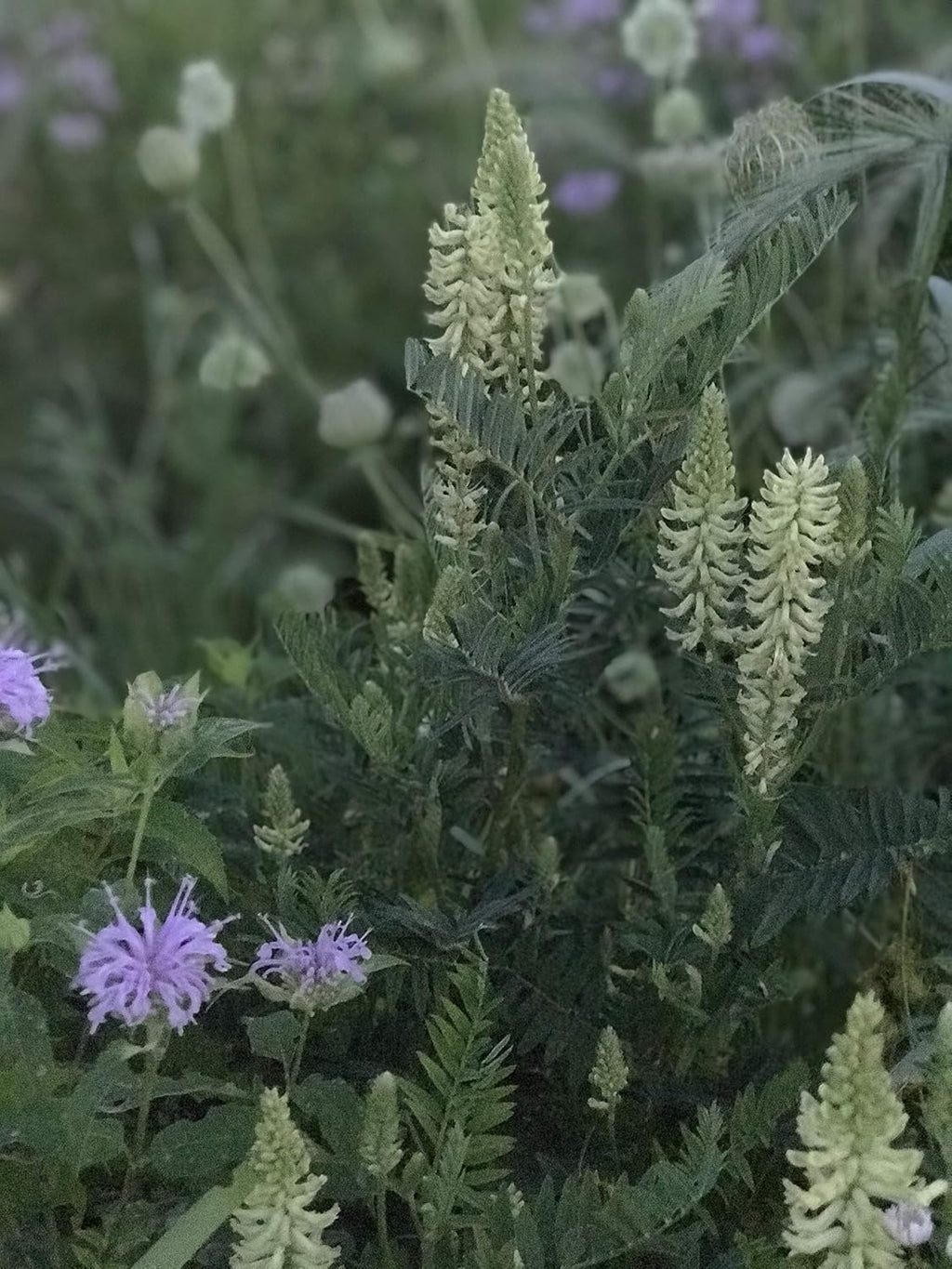 Hale Habitat & Seed Native Grass & Wildflower Refuge, Wildlife & Pollinator Seed Mix, 1/4 Acre
