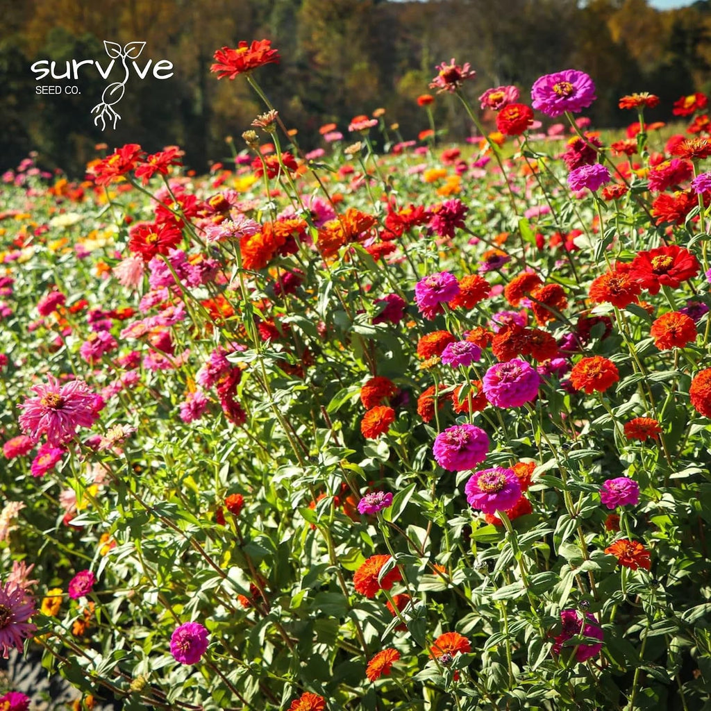 Zinnia Seeds California Giants Package of 10,000 Wildflower Seeds - Wild Flower Seeds Large Bright Blooms, Pure Non-GMO