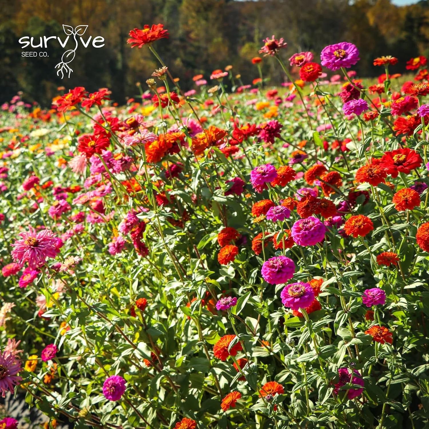 Zinnia Seeds California Giants Package of 10,000 Wildflower Seeds - Wild Flower Seeds Large Bright Blooms, Pure Non-GMO