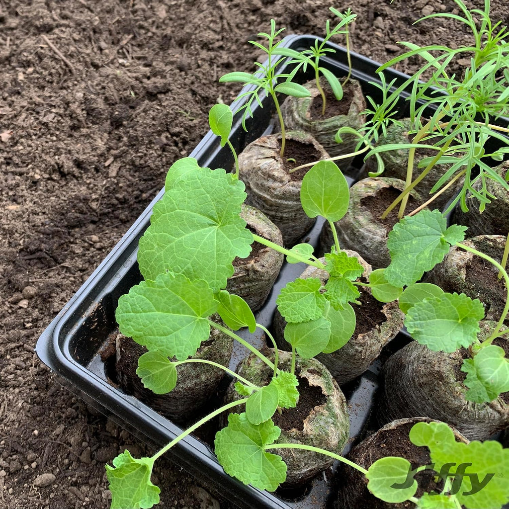 Ferry Morse Jiffy Tomato & Vegetable Seed Starter Tray Kit, 36 Cell 50mm Peat Pellets with Bonus SUPERthrive and Plant