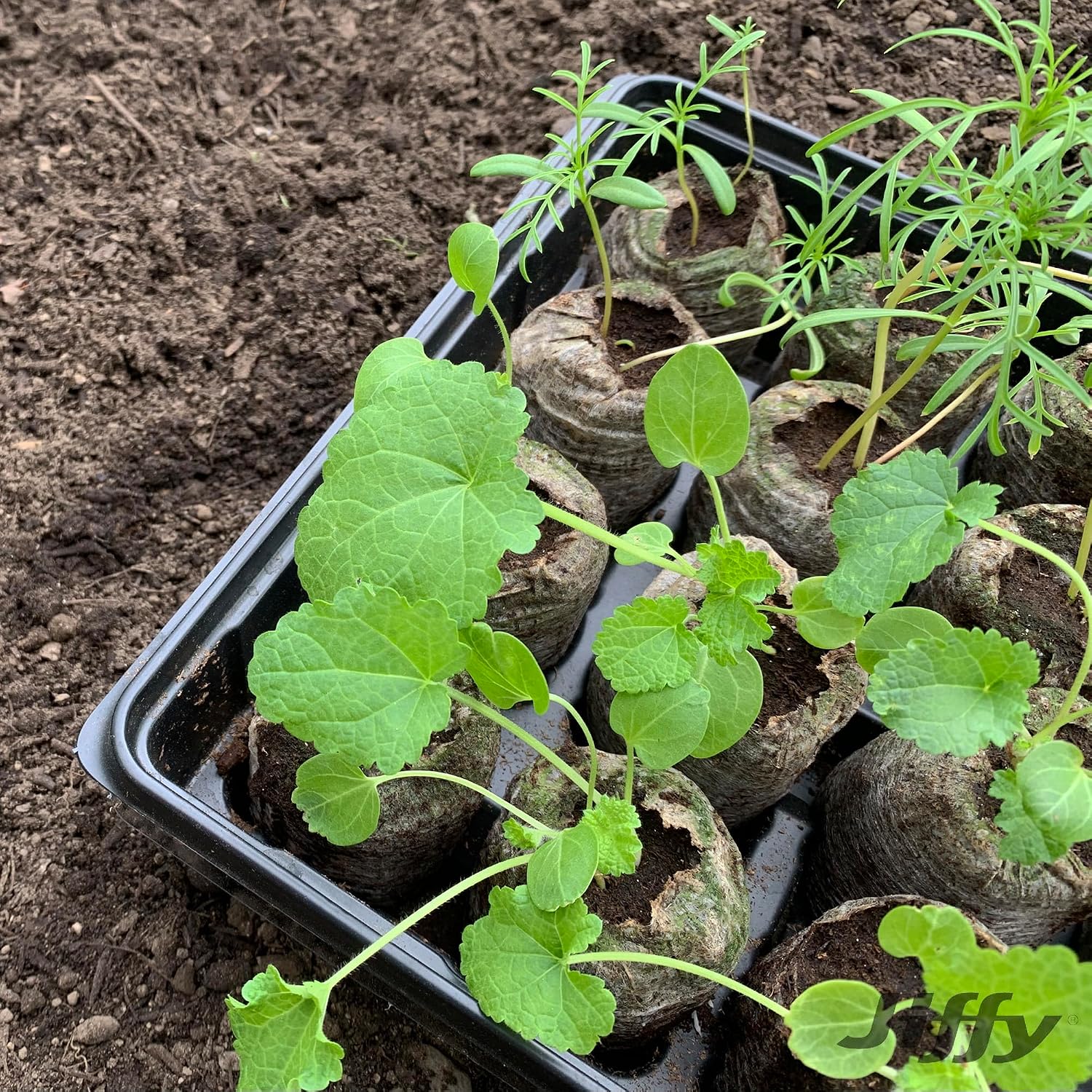 Ferry Morse Jiffy Tomato & Vegetable Seed Starter Tray Kit, 36 Cell 50mm Peat Pellets with Bonus SUPERthrive and Plant