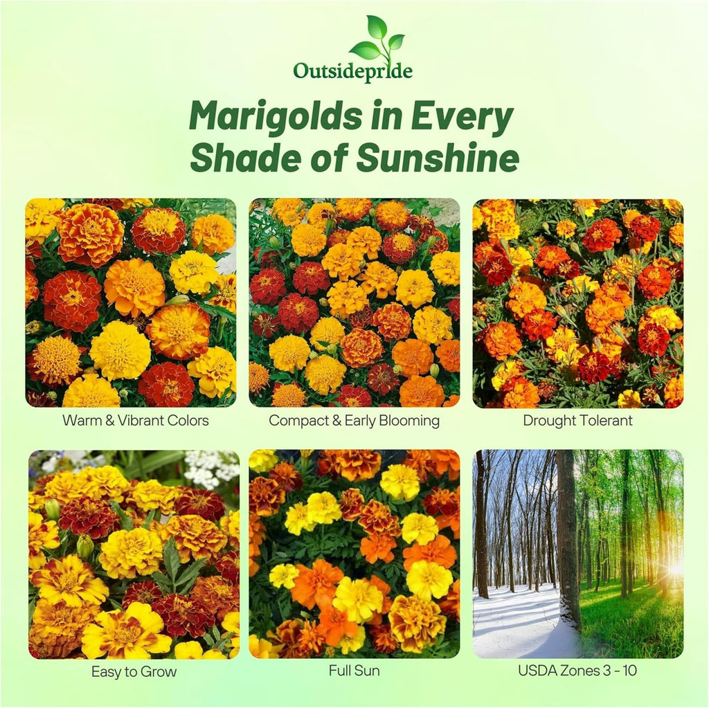 Outsidepride French Marigold Seeds Mix - 1 Lb. Annual, Compact, Heat & Drought Tolerant Flower Seeds for Planting