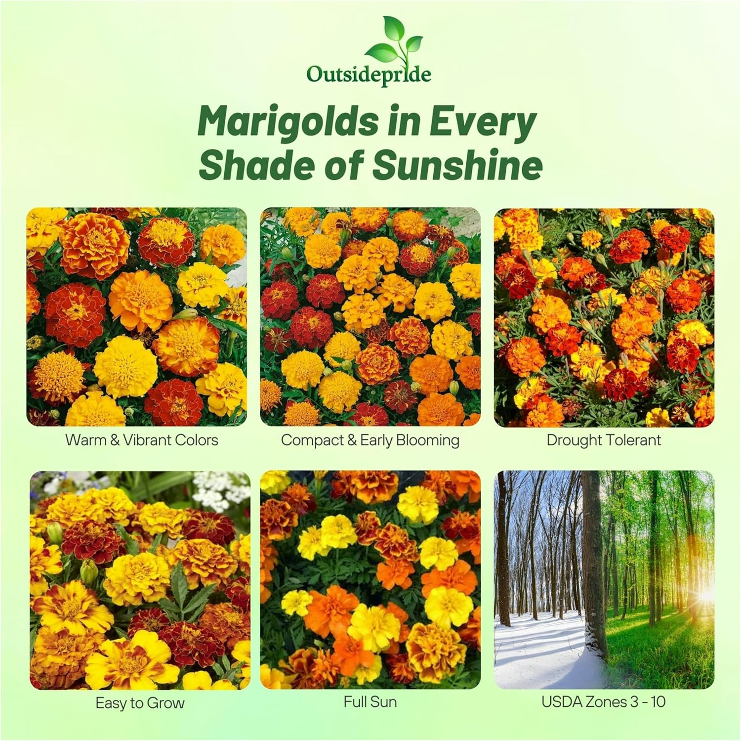 Outsidepride French Marigold Seeds Mix - 1 Lb. Annual, Compact, Heat & Drought Tolerant Flower Seeds for Planting