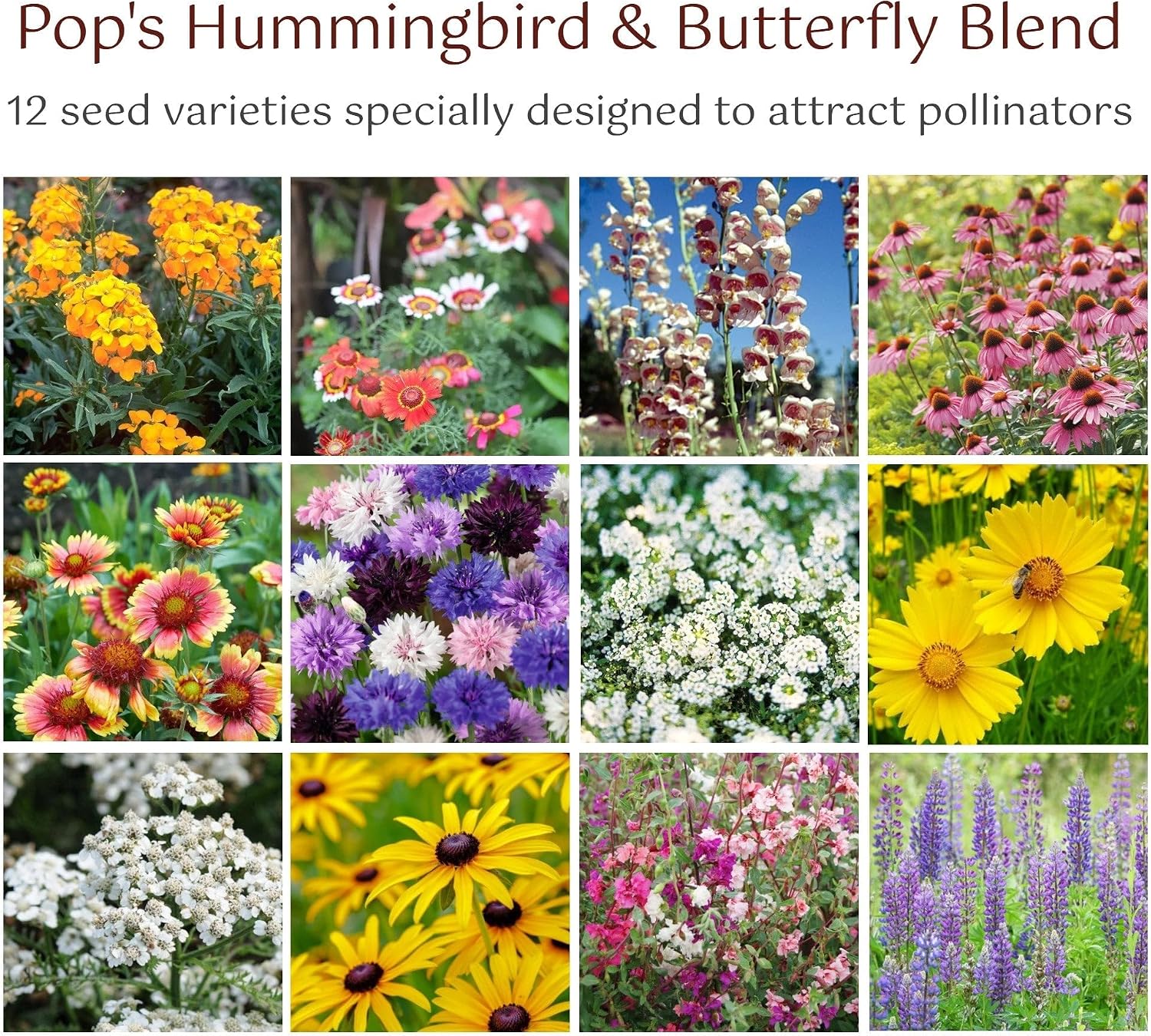 Pop's Birding Hummingbird & Butterfly Wildflower Seed Mix (12-Pack)