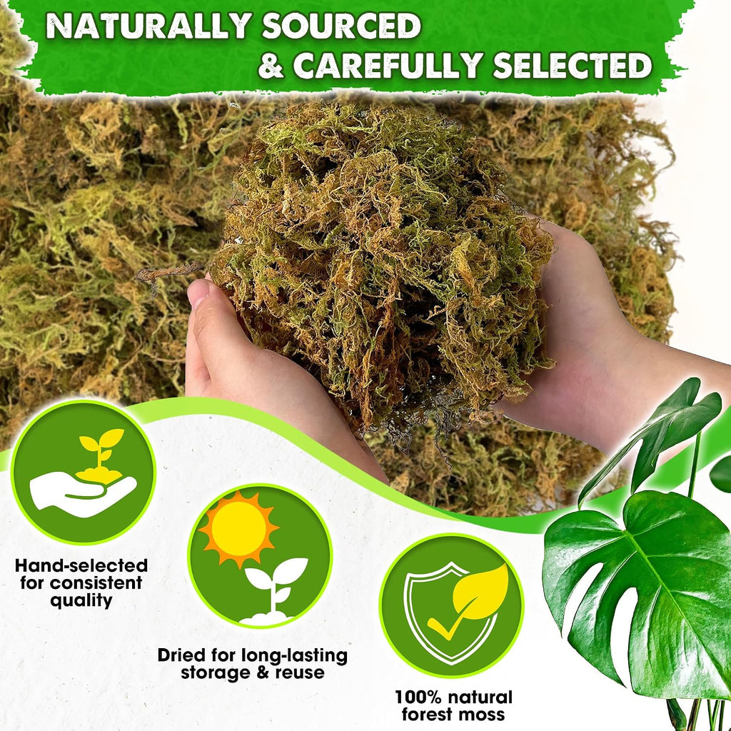 2.1 LBS Real Dried Forest Moss for Potted Plants, Plant Propagation | Hand-Picked & Clean, Easy to Rehydrate, Balanced