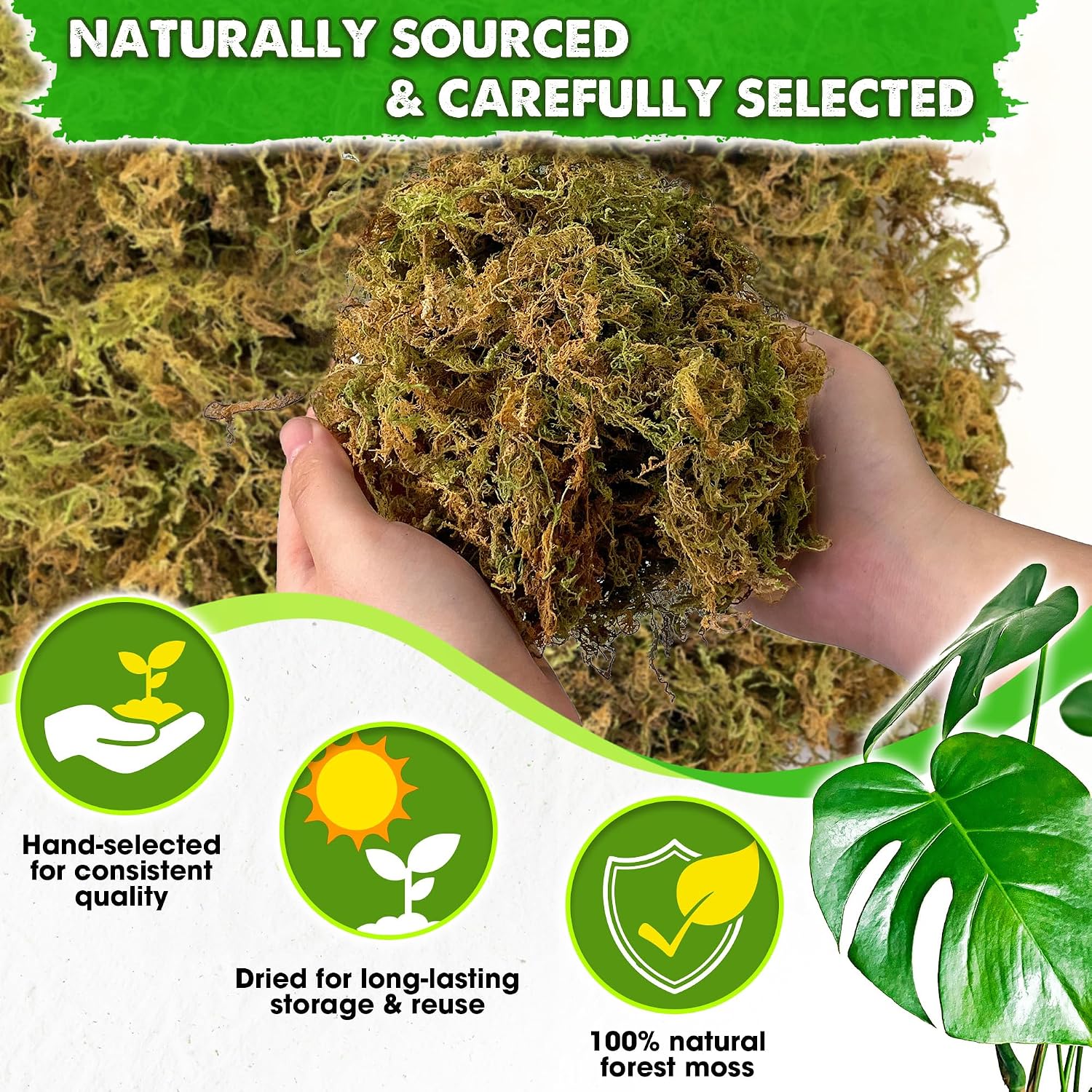 2.1 LBS Real Dried Forest Moss for Potted Plants, Plant Propagation | Hand-Picked & Clean, Easy to Rehydrate, Balanced