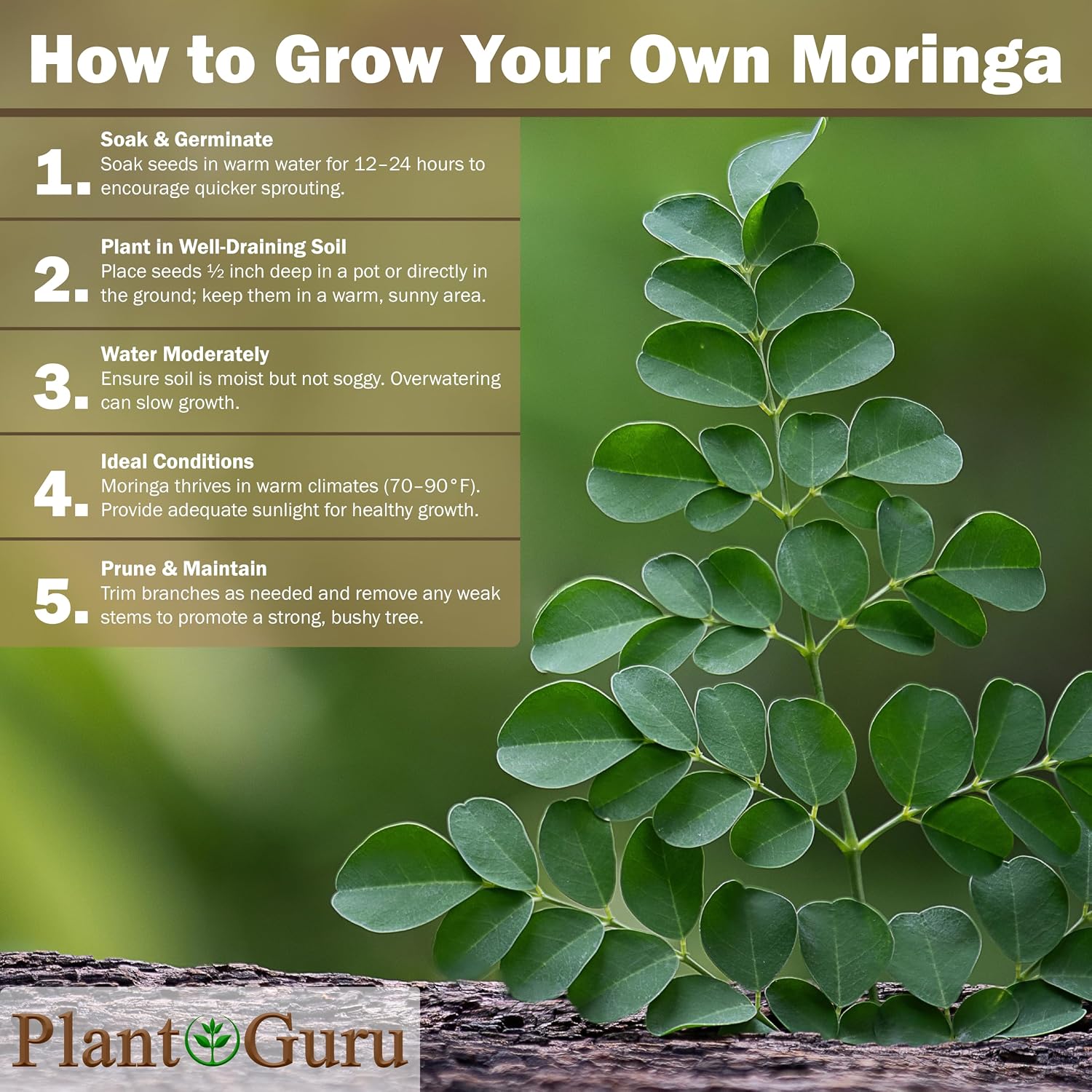 Moringa Seeds Wingless 5 lbs. Bulk - PKM1 Variety - Edible Snacking - Planting - Moringa Oleifera - Malunggay