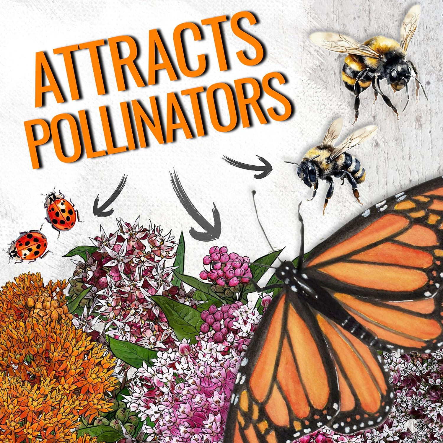 Seed Needs Milkweed Seeds to Plant a Butterfly Garden for Attracting Monarch Butterflies - Collection of Pink, Orange &