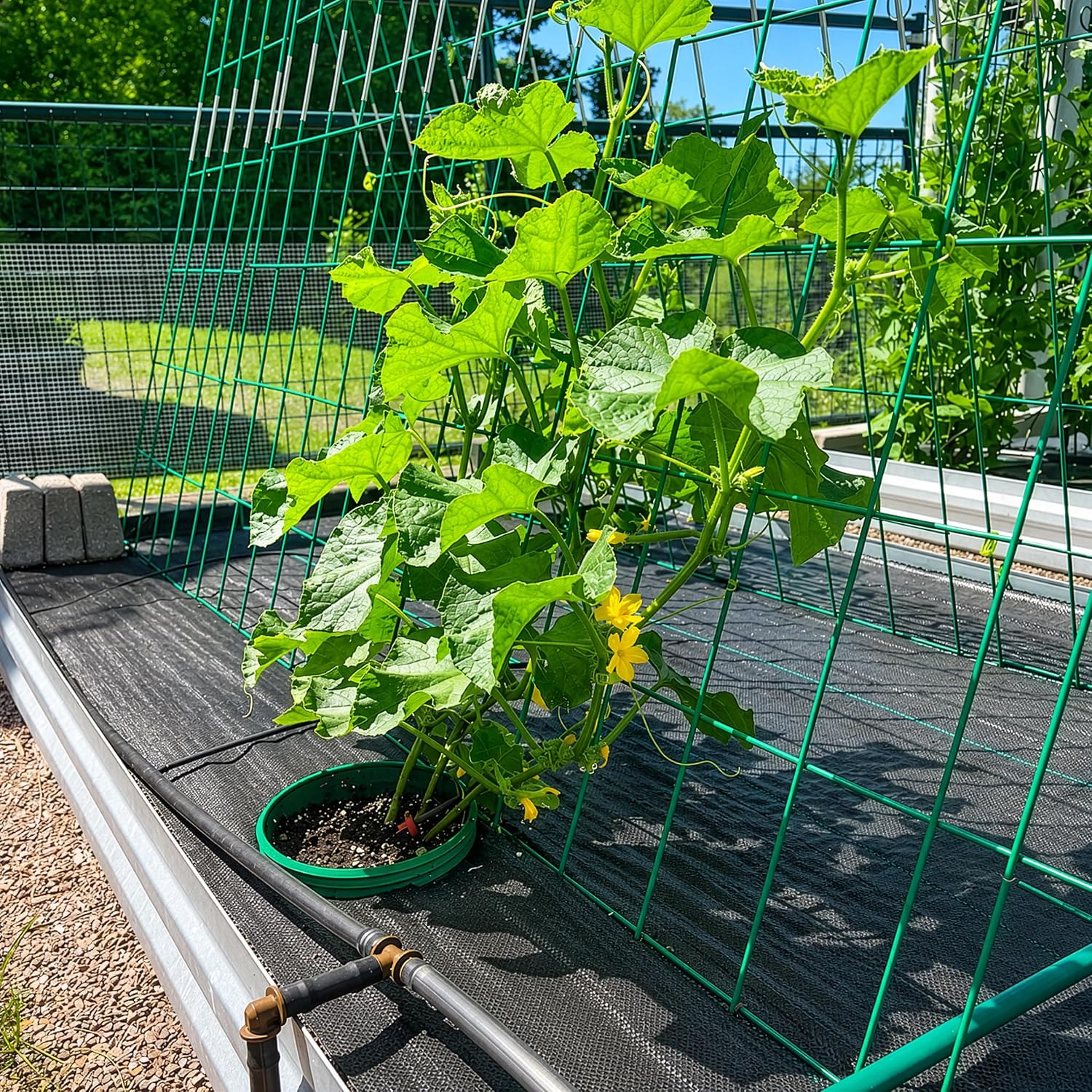 Kids Cucumber Garden Kit – Grow Your Own Cucumbers from Seeds with Greenhouse Germination Domes & Grow Rings, Non-GMO