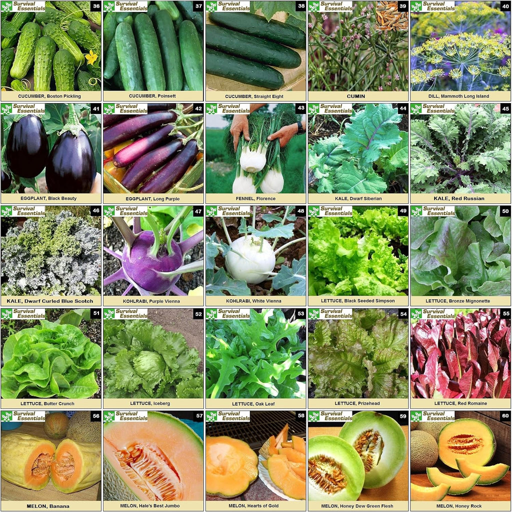 Heirloom Seeds for Planting Vegetables and Fruits - Survival Essentials 135 Variety Seed Vault - Medicinal Herb Seeds
