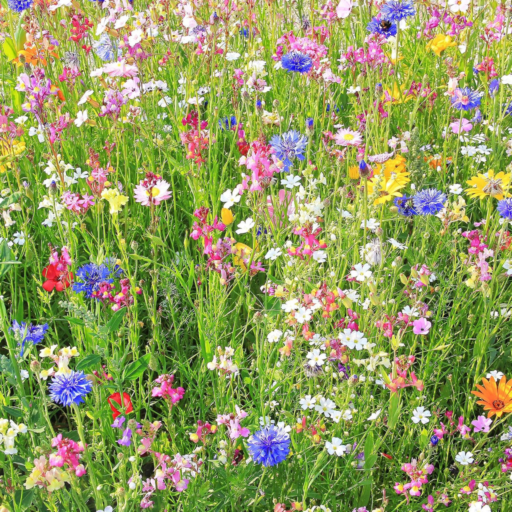 Mountain Valley Seed Co Southwestern Wildflower Seed 1/4 Lb 160,000+ Seeds | Native Desert Flower Mix – Annual &