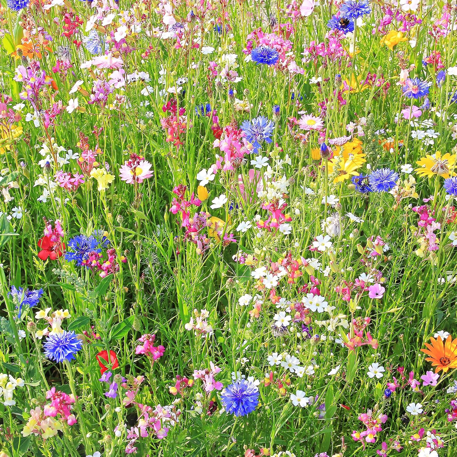 Mountain Valley Seed Co Southwestern Wildflower Seed 1/4 Lb 160,000+ Seeds | Native Desert Flower Mix – Annual &
