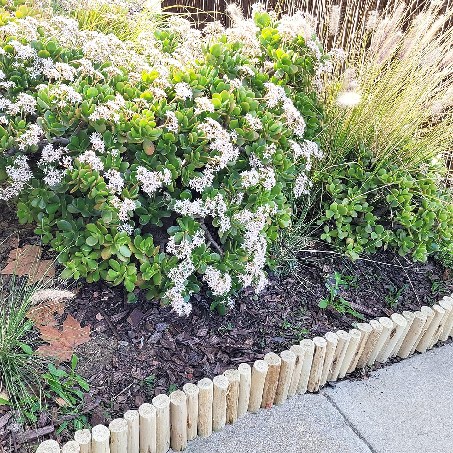 FOREVER BAMBOO Natural Eucalyptus Wood Solid Log for Garden Edging Lawn Landscape Fence Borders 72 in L x 6 in H x 1.25