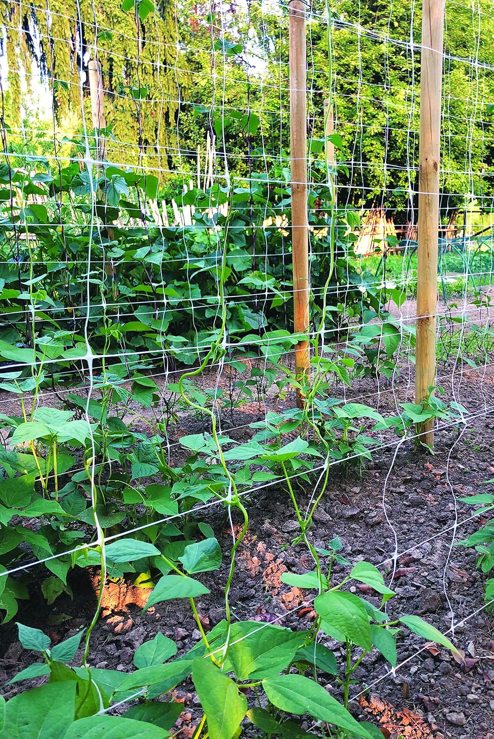 TENAX Hortonova Trellis 6.5x100 White Net