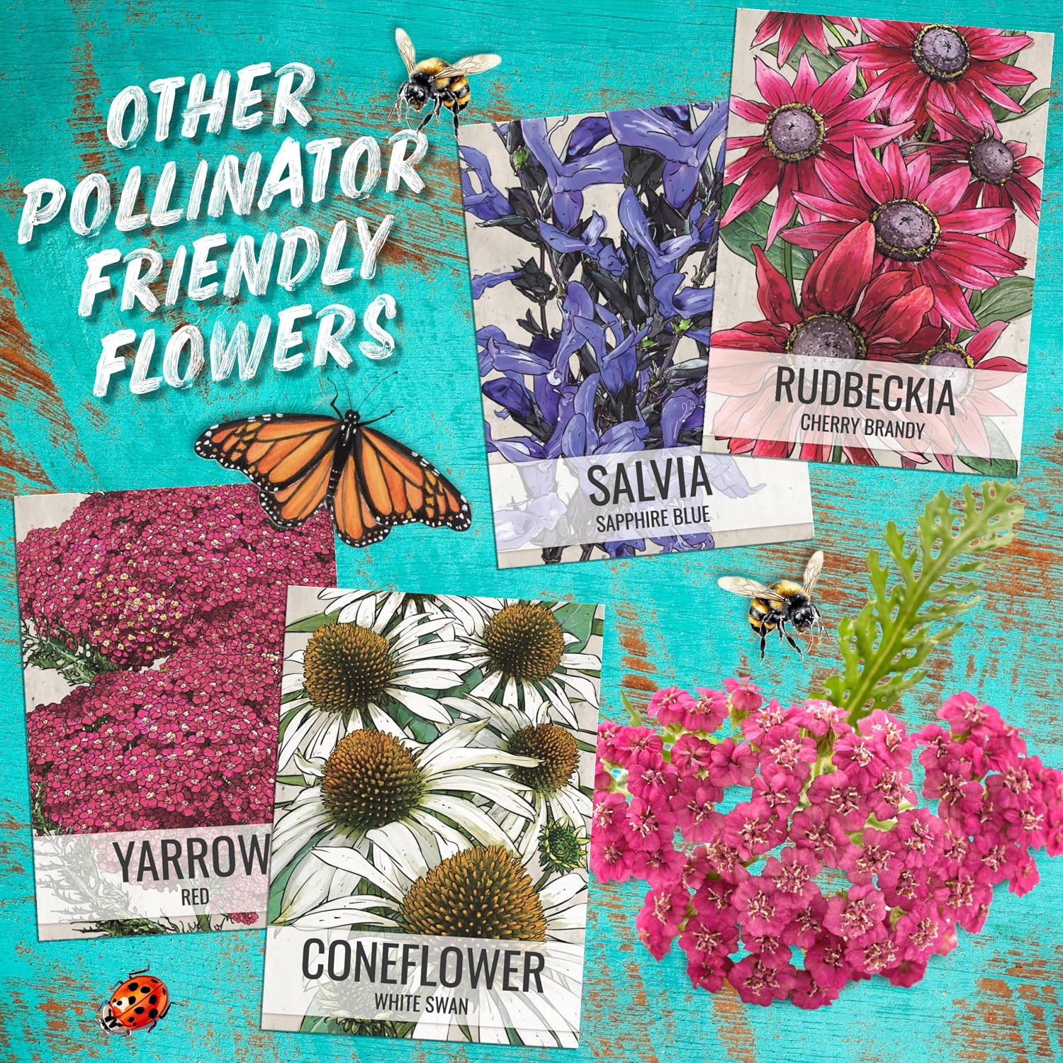 Seed Needs Purple Coneflower Seeds to Plant Echinacea Flowers 10 Pack