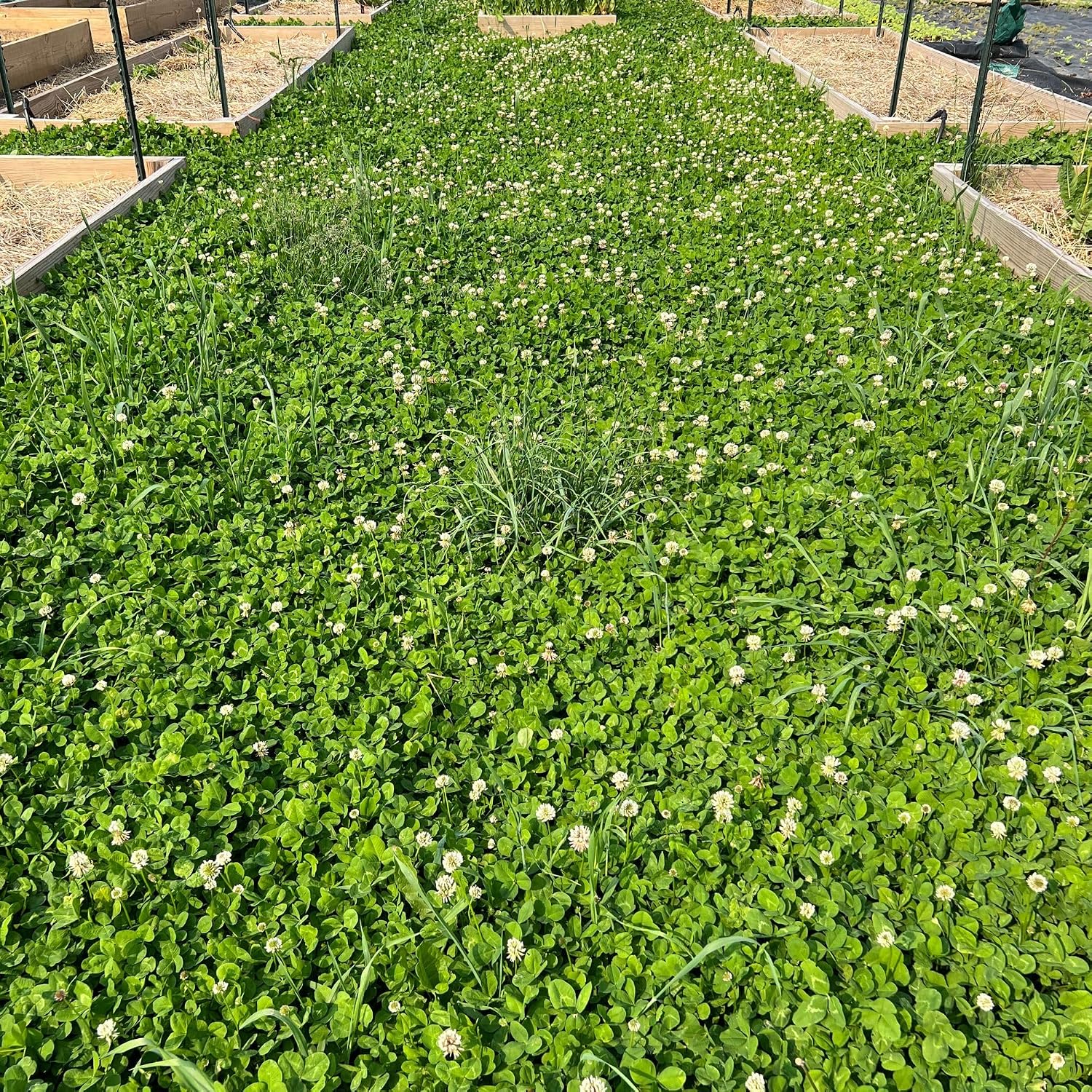 Mountain Valley Seed Co Micro Clover Seed for Lawn - 1 Lb - 400,000 | Microclover Seeds for Planting - Drought-Tolerant