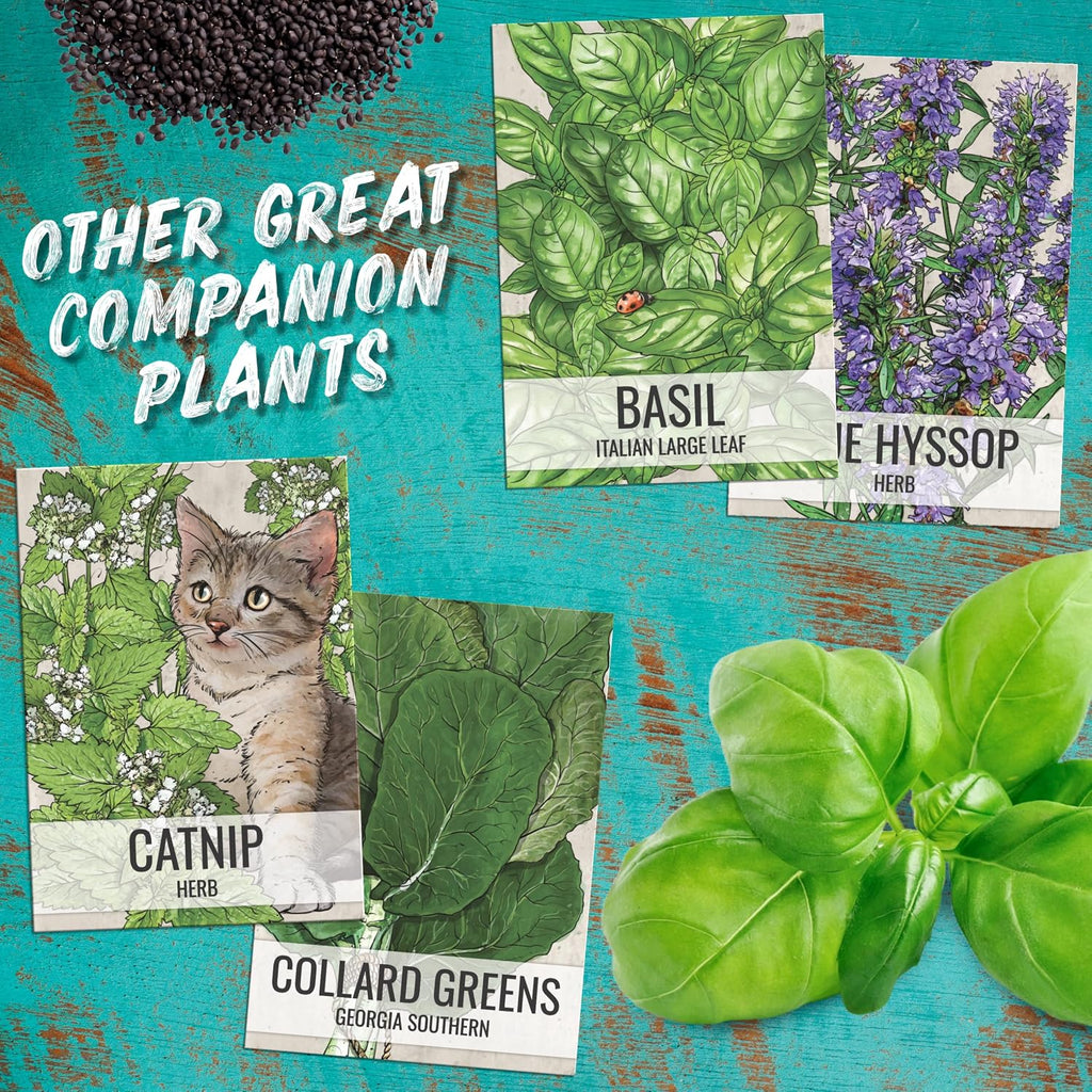 Seed Needs Catmint Seeds to Plant Heirloom Non-GMO Herbs 20 Pack