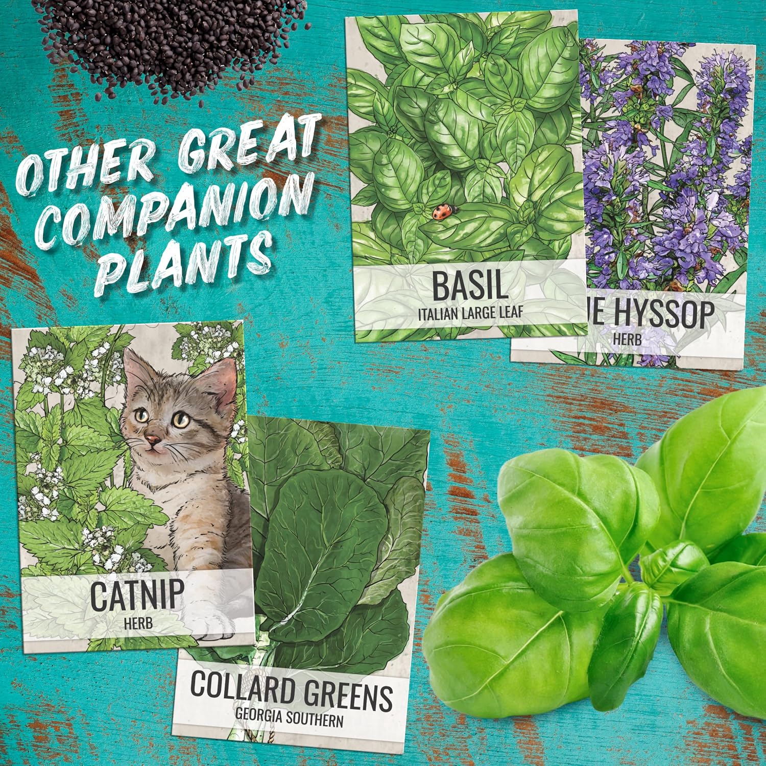 Seed Needs Catmint Seeds to Plant Heirloom Non-GMO Herbs 20 Pack