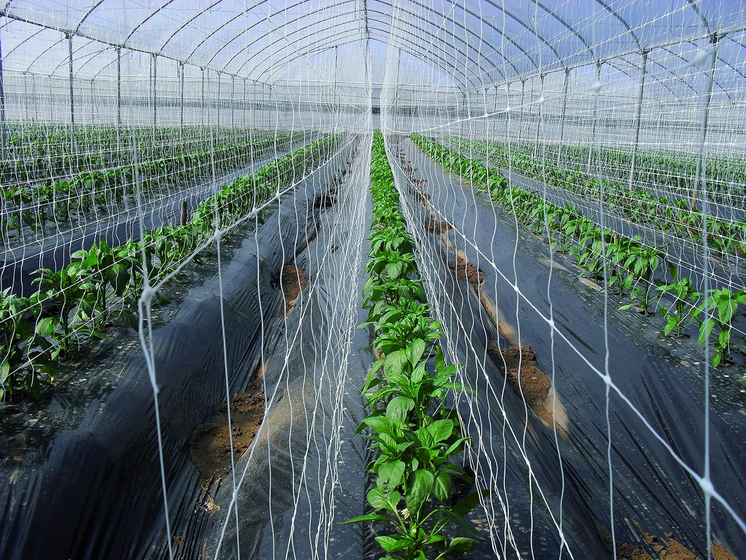 TENAX Hortonova Trellis 6.5x100 White Net