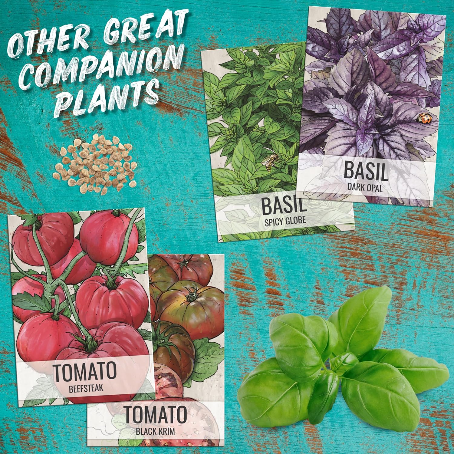 Seed Needs Italian Basil Seeds to Plant Heirloom Non-GMO Herbs 10 Pack