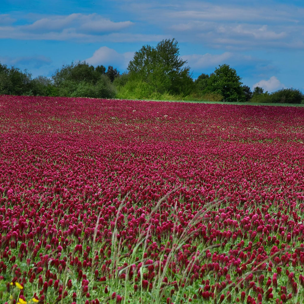 Outsidepride Crimson Clover Seeds - 5 lbs. Annual, Nitrocoated, & Inoculated Ground Cover Seeds, Ideal for Lawn, Cover