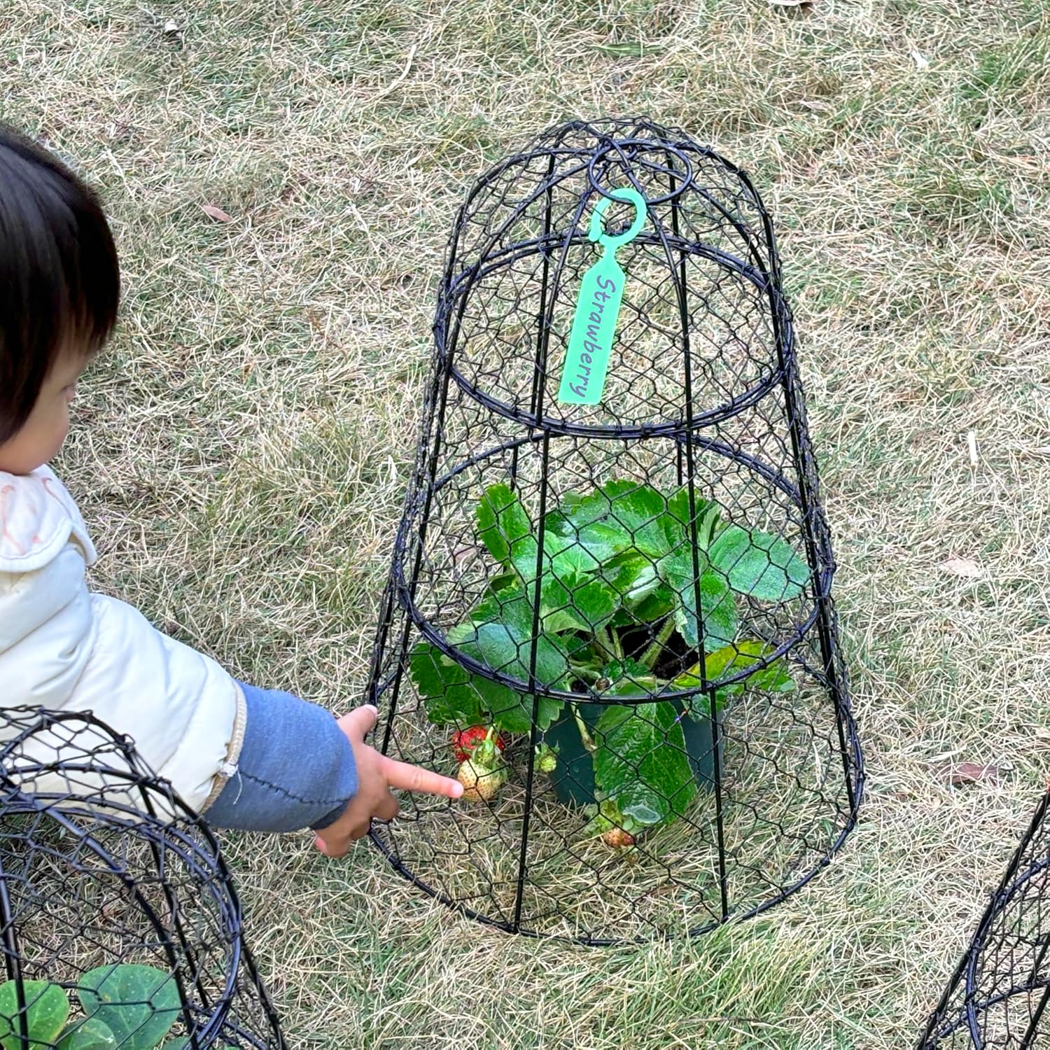 6 Pack 11.4" D x 17.7" H Garden Cloches for Plants,Rustproof Chicken Wire Cloches Flip-Top Design,Upgraded Triple