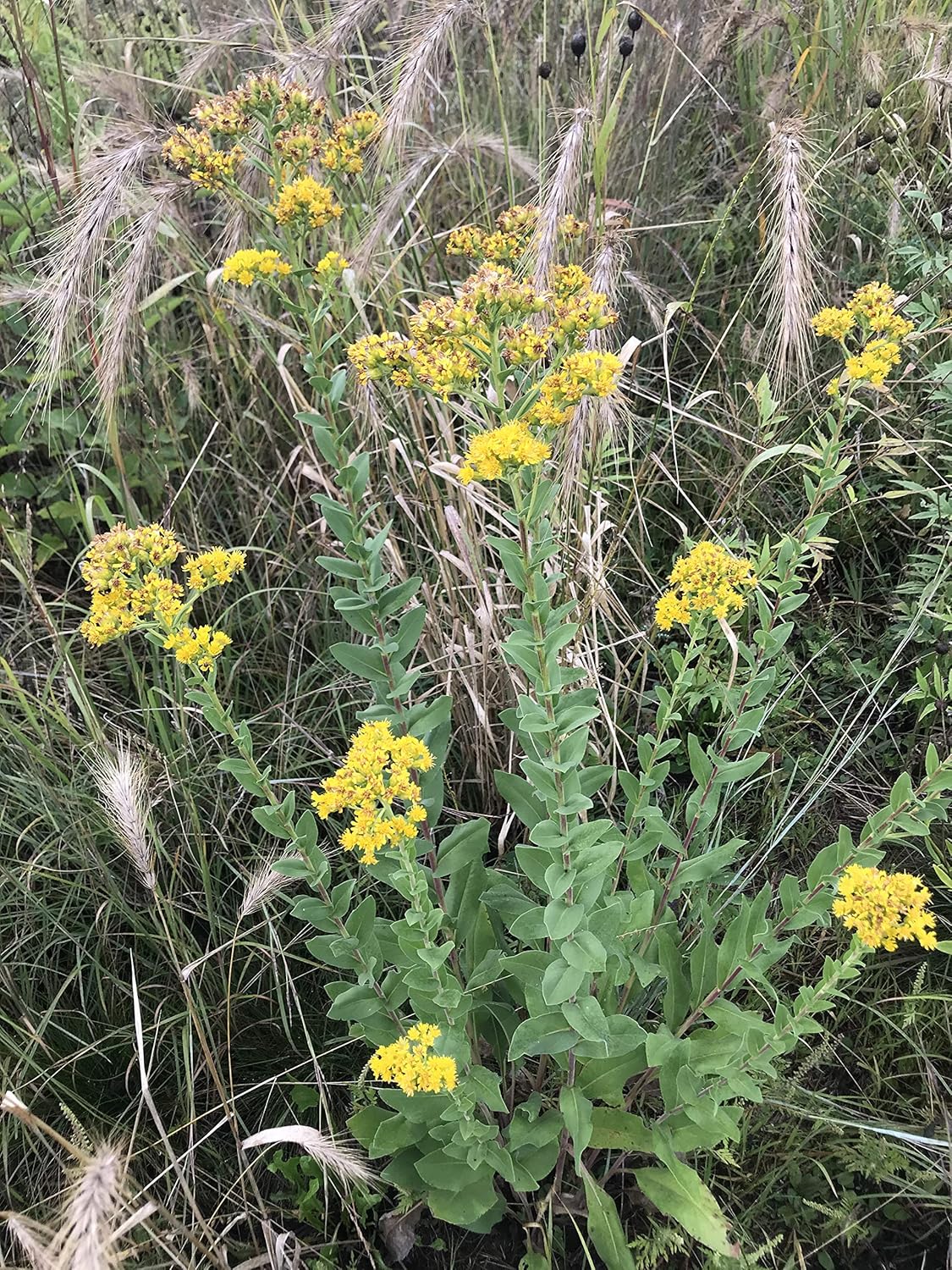 Hale Habitat & Seed Native Grass & Wildflower Refuge, Wildlife & Pollinator Seed Mix, 1/4 Acre