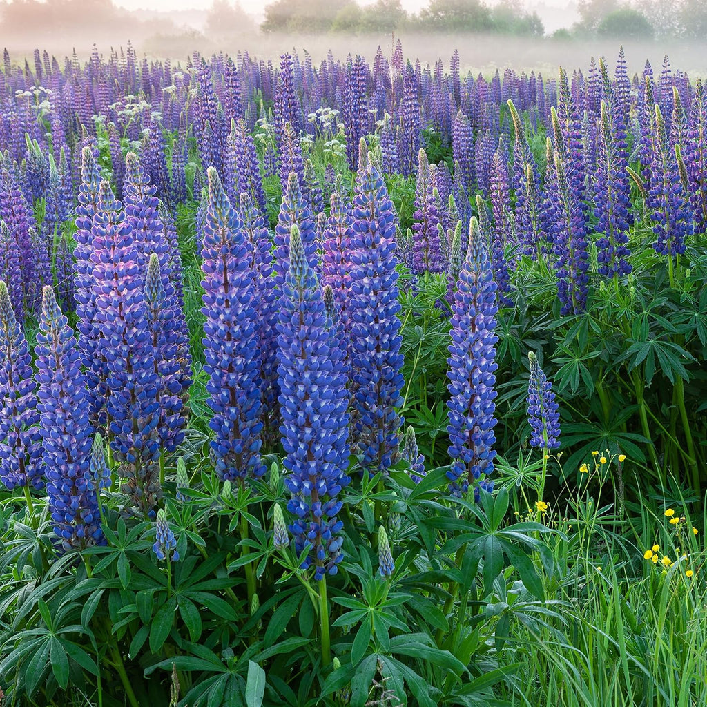 Outsidepride Wild Blue Perennial Lupine Seeds - 1 Lb. Self-Sowing, Cold Hardy & Frost Tolerant Wildflower Seeds for