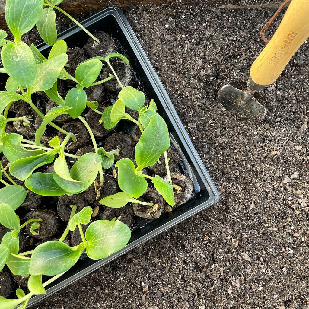 Ferry Morse Jiffy Seed Starting Greenhouse Tray Kit with 72 36mm Peat Pellets and Bonus SUPERthrive Sample + Plant