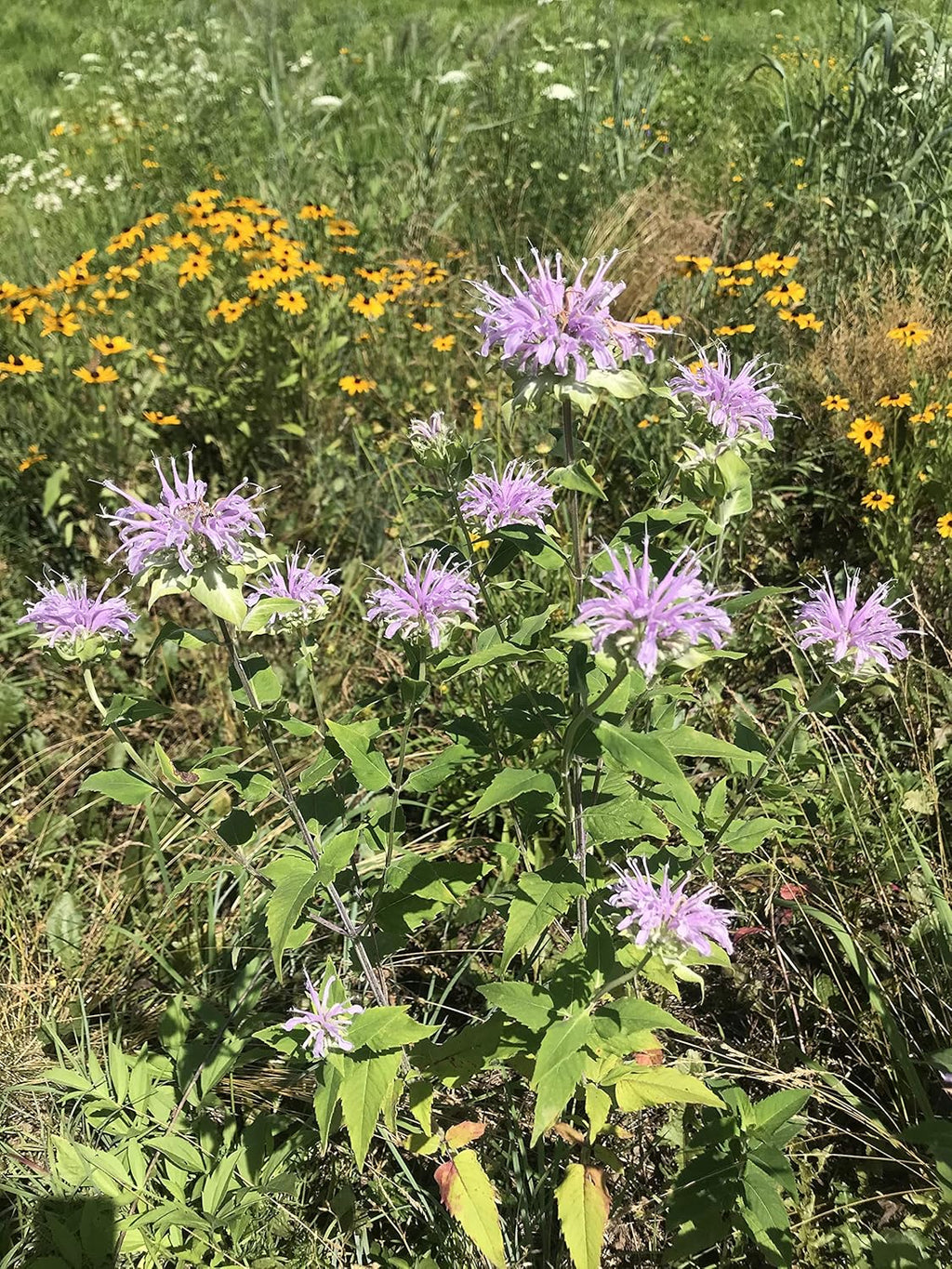 Hale Habitat & Seed Native Grass & Wildflower Refuge, Wildlife & Pollinator Seed Mix, 1/4 Acre