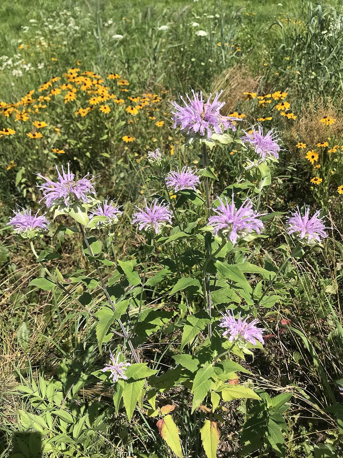 Hale Habitat & Seed Native Grass & Wildflower Refuge, Wildlife & Pollinator Seed Mix, 1/4 Acre