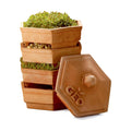GEO Terradisiena 4-Tier Terracotta Sprouter