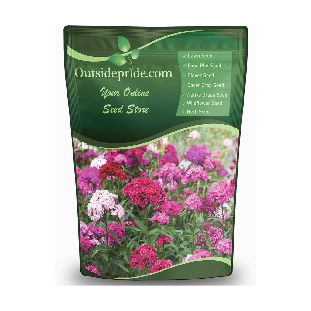 Outsidepride Sweet William Dianthus Seeds - 1 Lb. Perennial, Winter Hardy Wildflower Seeds w/Fragrant & Vibrant Blooms