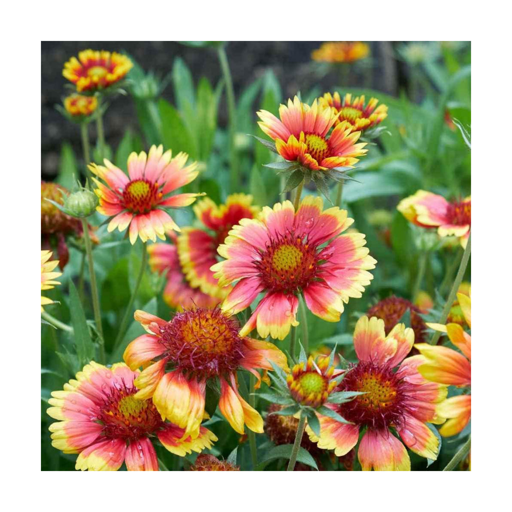 Outsidepride Gaillardia Pulchella Red Indian Blanket Seeds for Planting - 1 lb Annual Flower Seeds, Heat & Drought
