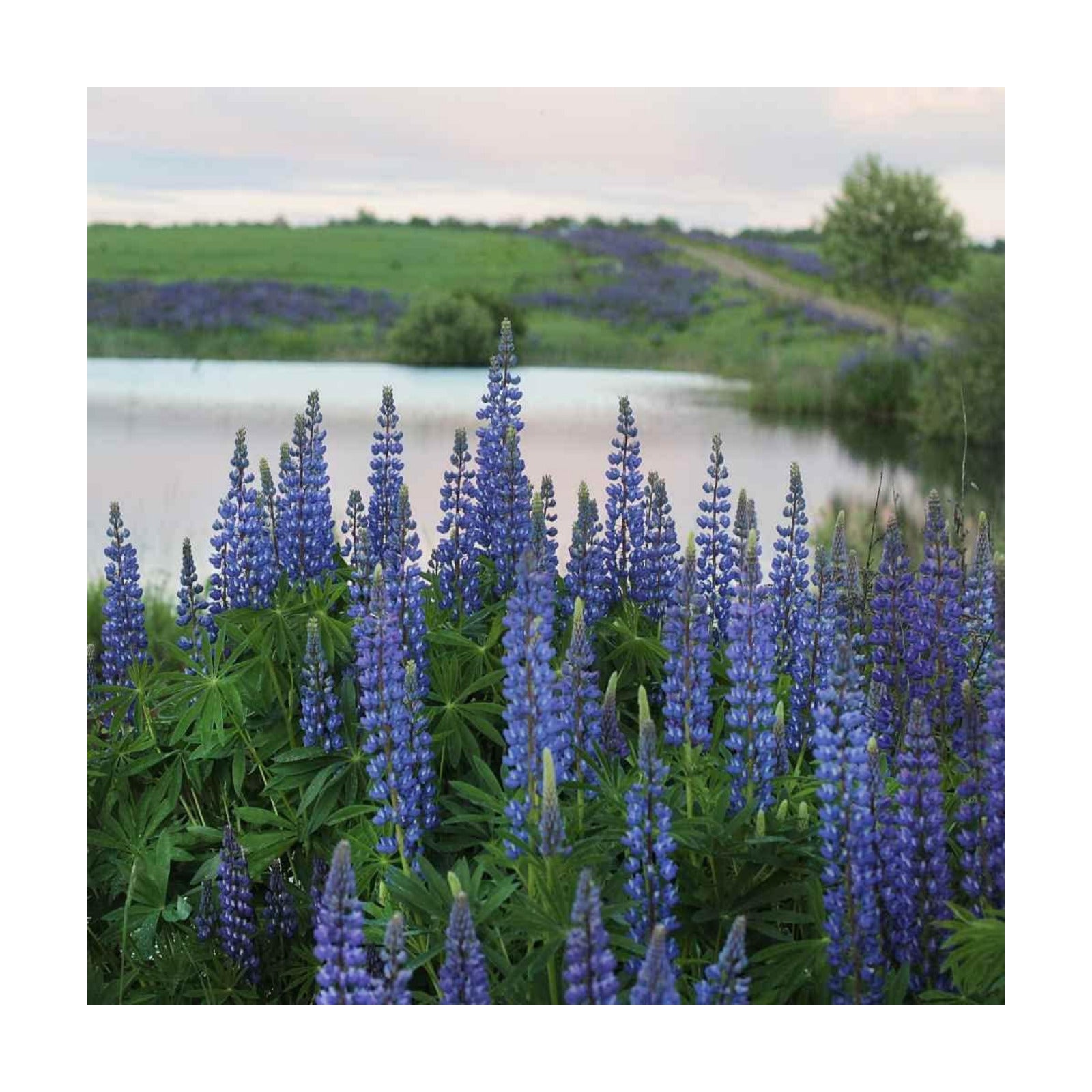 Outsidepride Wild Blue Perennial Lupine Seeds - 1 Lb. Self-Sowing, Cold Hardy & Frost Tolerant Wildflower Seeds for
