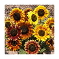 Outsidepride Autumn Beauty Sunflower Seeds for Planting - 1 Lb. Annual, Easy to Grow Flower Seeds w/Vibrant, Abundant