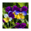 Outsidepride Johnny Jump Up Viola Wild Flower Seeds - 1/2 lb Easy-to-Grow, Compact & Hardy Perennial Seeds for Planting