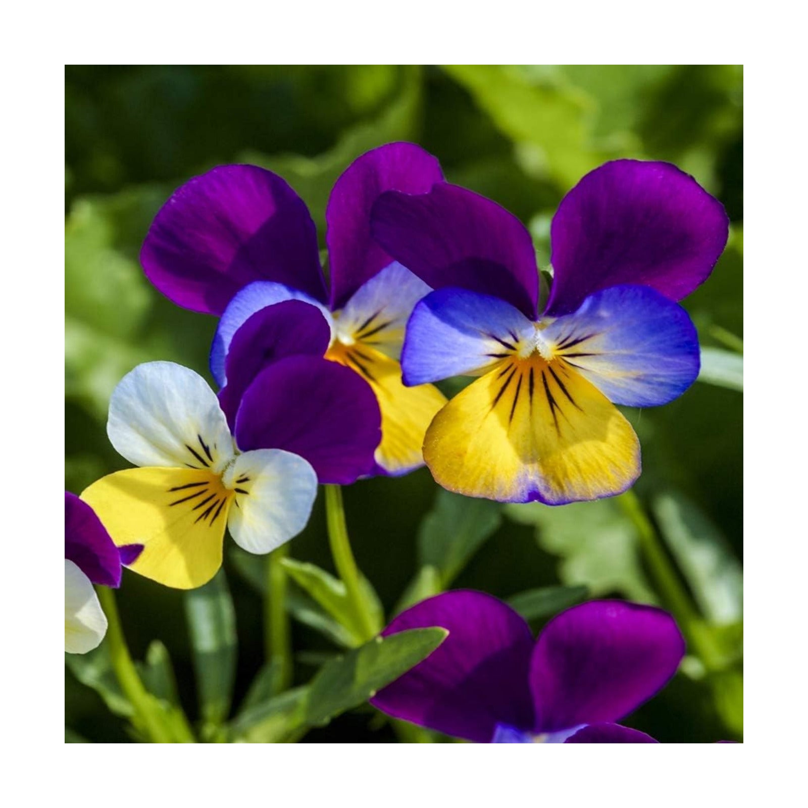 Outsidepride Johnny Jump Up Viola Wild Flower Seeds - 1/2 lb Easy-to-Grow, Compact & Hardy Perennial Seeds for Planting